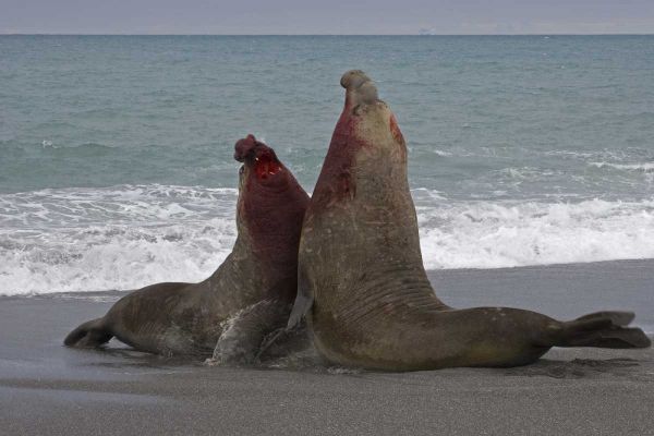 South Georgia Island Bull elephant seals fight